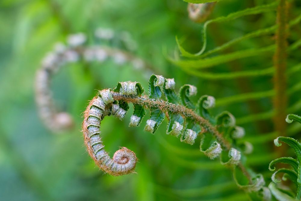 Issaquah-Washington State-USA Lady fern plant in early spring